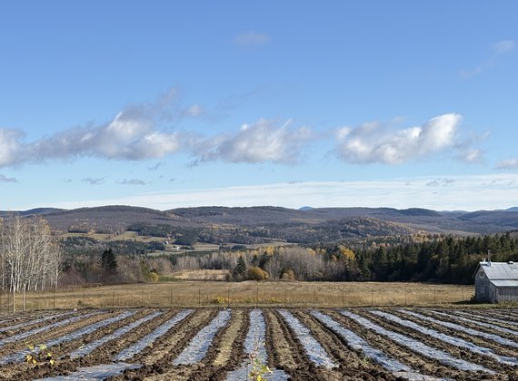 L’Érablière argentée du Ranch Spalding